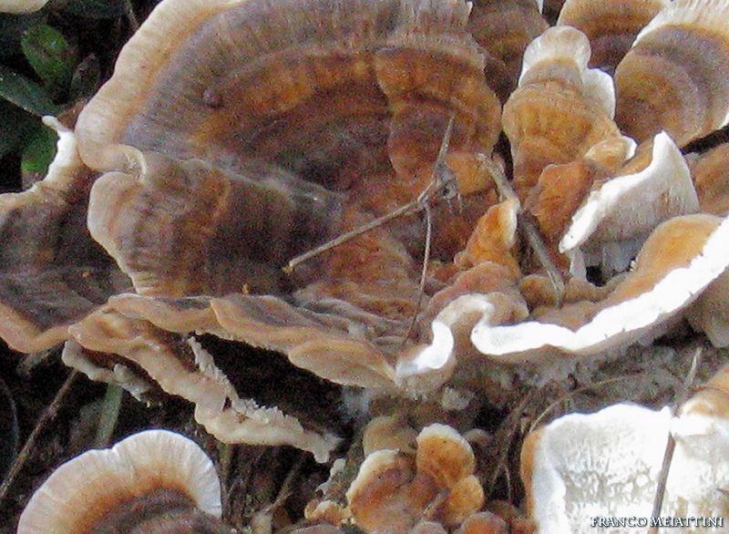 Trametes (Trametes versicolor)